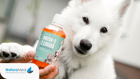 Po lupou: Kdy jsou užitečné omega-3 pro psy?