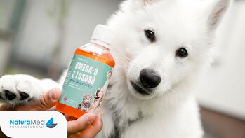 Po lupou: Kdy jsou užitečné omega-3 pro psy?