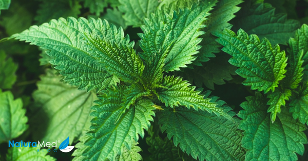 Jarní bylinky jsou první zelená vzpruha pro tělo. Jak je konzumovat?