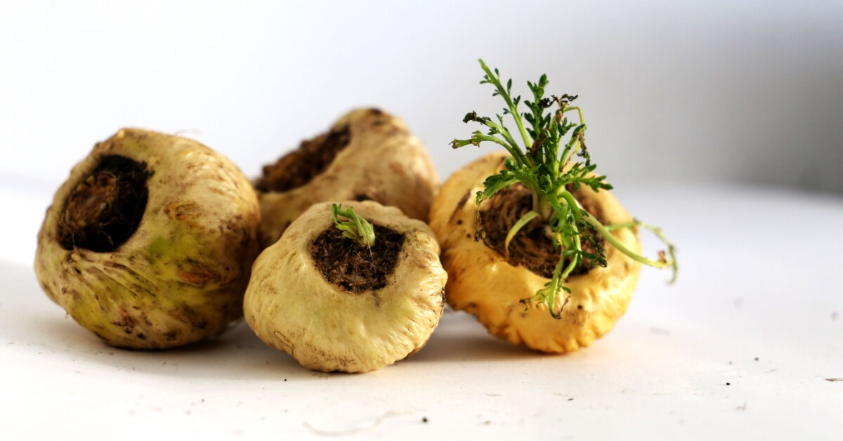 Nová ingredience v ProMan PLUS: maca peruánská