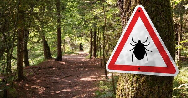 Klíšťová sezóna je letos delší. Jak správně vyndat klíště a co upozorní na nákazu boreliózou?