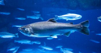 Má minimální pohyb lososa při chovu negativní vliv i na naše zdraví?