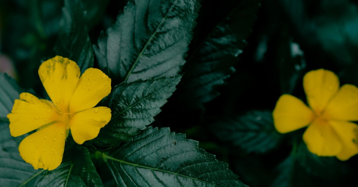 Damiana: účinky podporují spokojený vztah