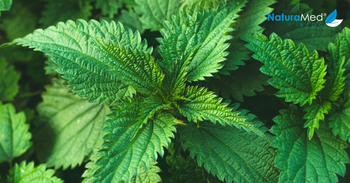 Jarní bylinky jsou první zelená vzpruha pro tělo. Jak je konzumovat?