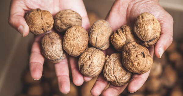 Jedlé kaštany, vlašské ořechy a pohanka jsou právě v sezóně. Víte, že jsou nesmírně výživné?