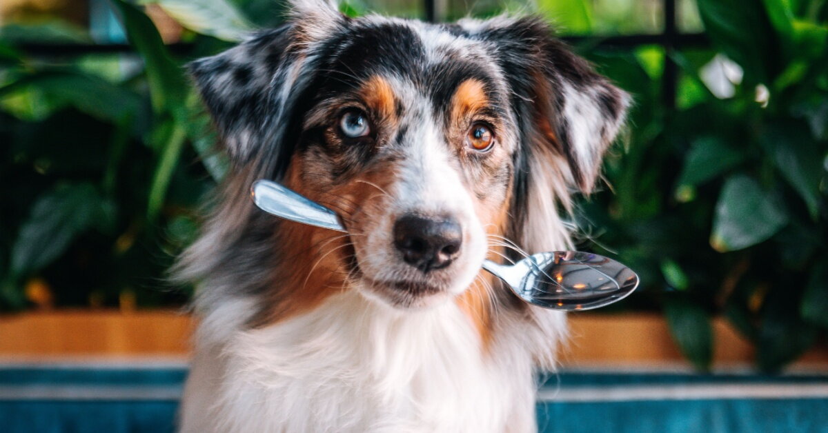 Omega-3 pro psy: Proč jsou nenasycené mastné kyseliny důležité pro zdraví vašeho mazlíčka?