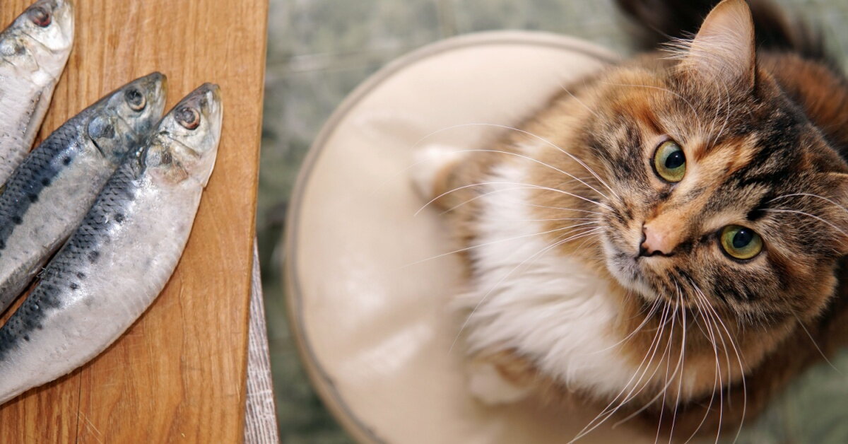 Omega-3 pro zvířata: Jak podpořit srst, imunitu a dlouhověkost?