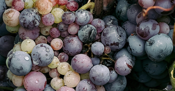 Resveratrol