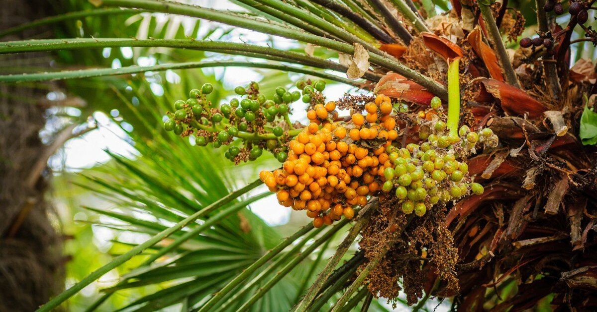 To je důvod, proč je Saw palmetto tak účinné pro vaši prostatu