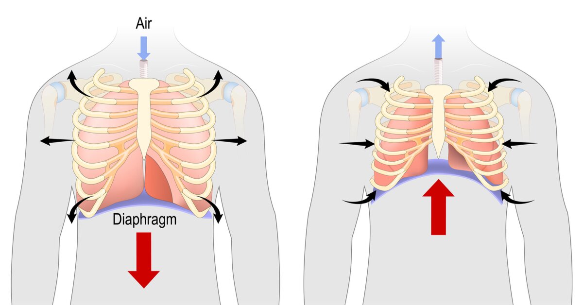 Jak správně dýchat - diagram