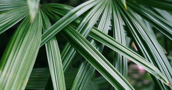 Saw palmetto: rostlina s výbornými účinky na prostatu