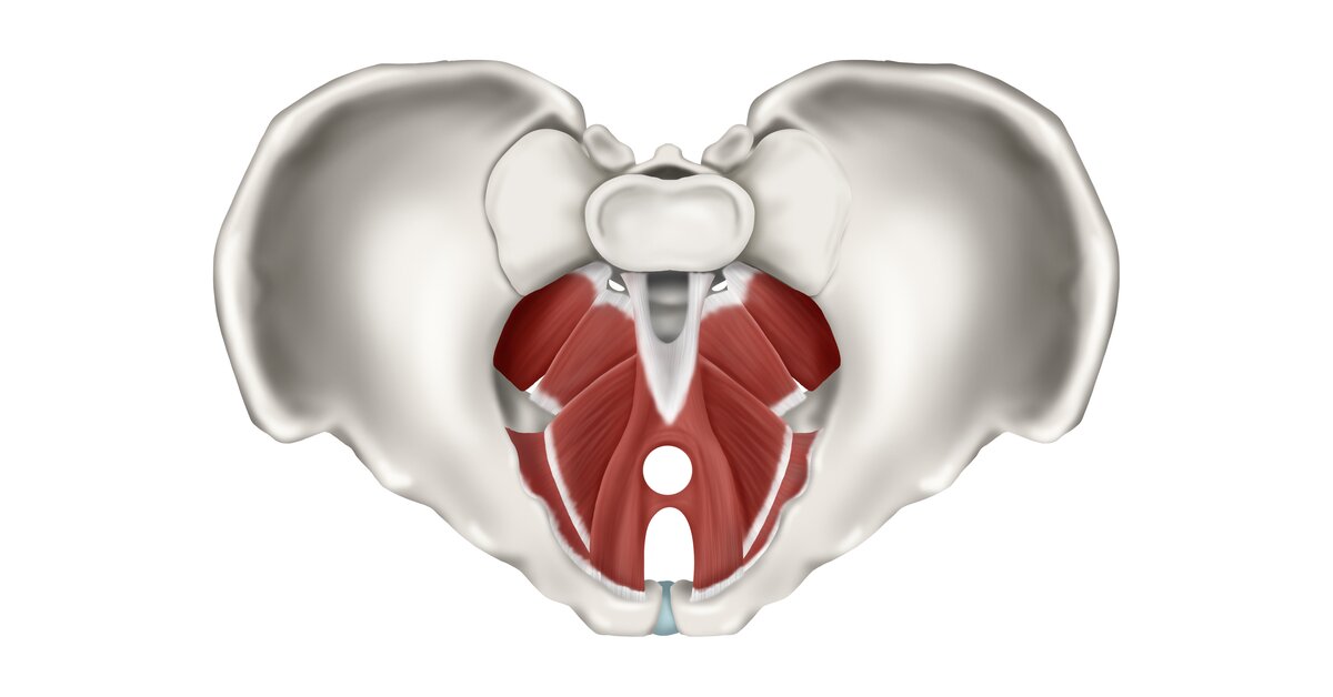 Ilustrace pánevního dna
