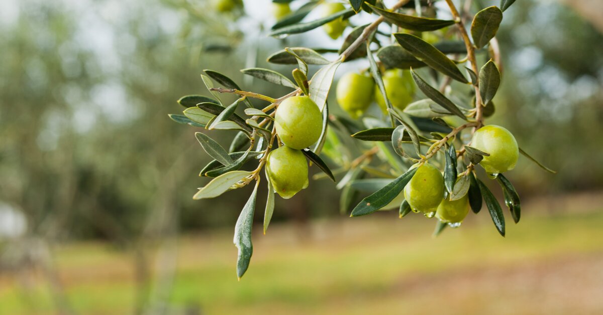 Olivy mají vysoký obsah omega-3 mastných kyselin