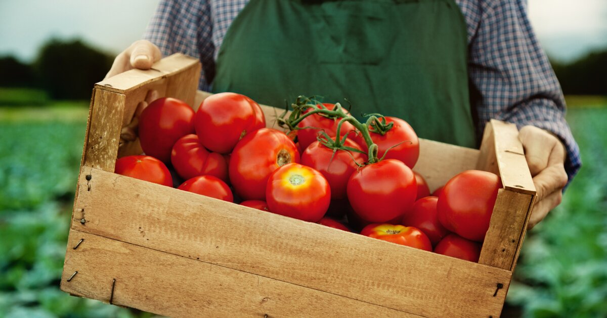Jaké mají rajčata vitamíny? Překvapí vás, že jsou skvělé na prostatu