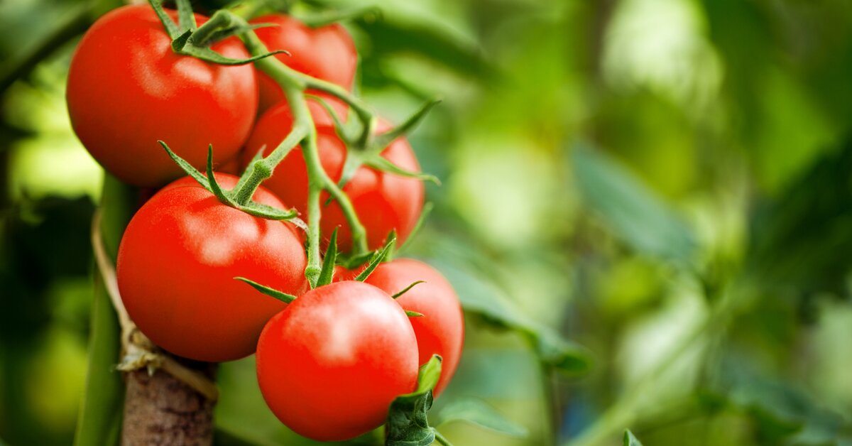  Lykopen je přírodní látka, kterou rajčata obsahují