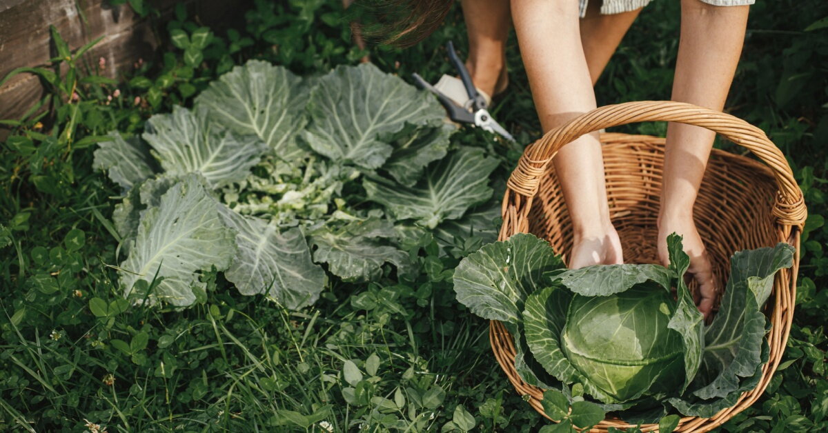 Vitamín K2: ve stravě nezapomínejte na tuky